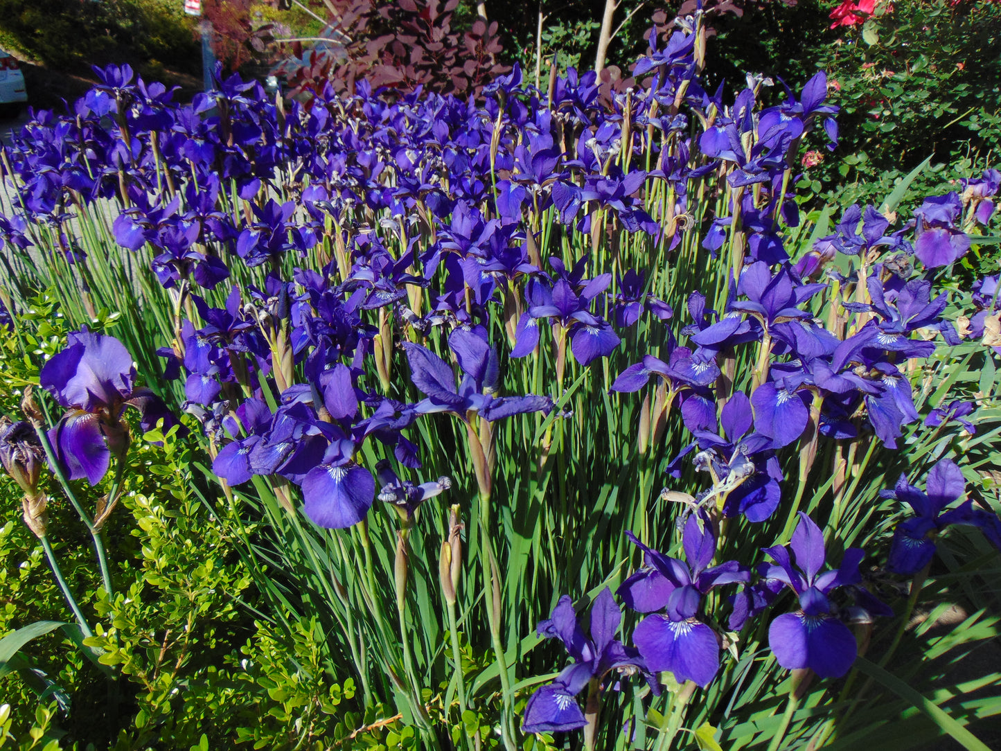 Purple Iris   Iris sibirica   100 Seeds  USA Company