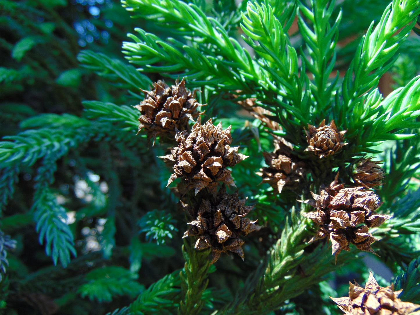 Japanese Cedar Cryptomeria japonica 100 Seeds  USA Company