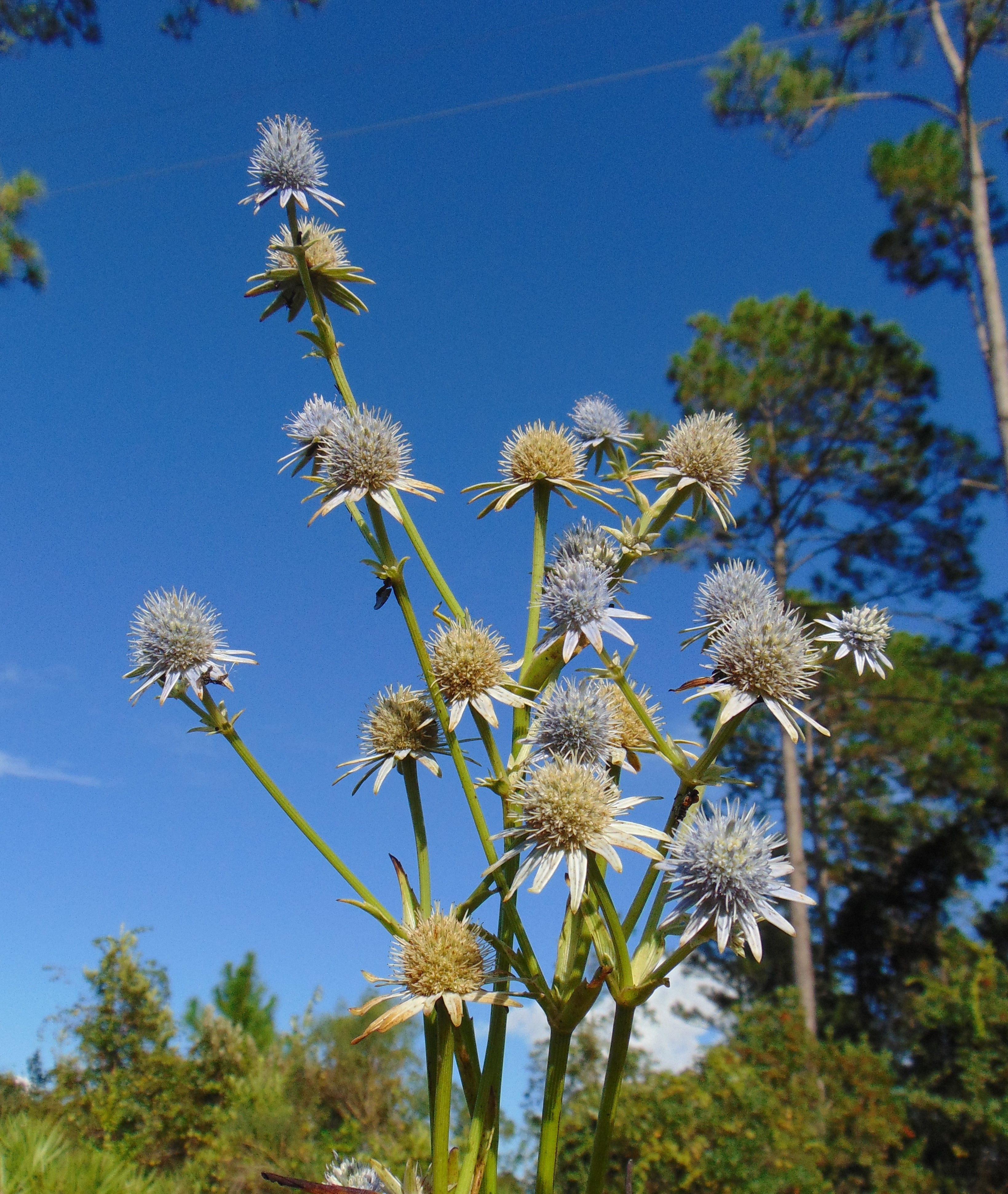 snake master plant Marsh Rattlesnake Master 100 Seeds Master Eryngium aquaticum – R&B Floridaseeds