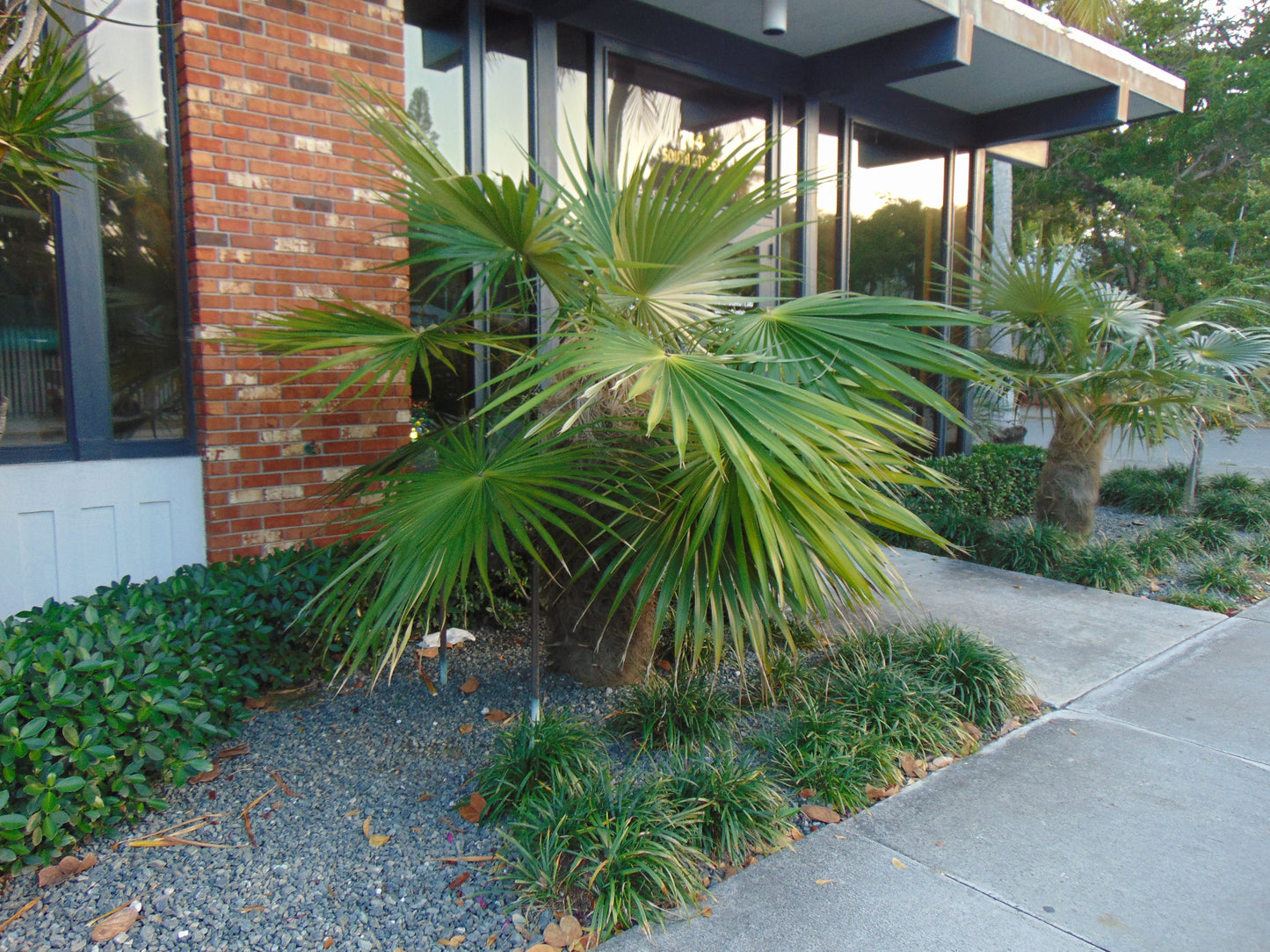 Old Man Palm 10 Seeds Coccothrinax crinita
