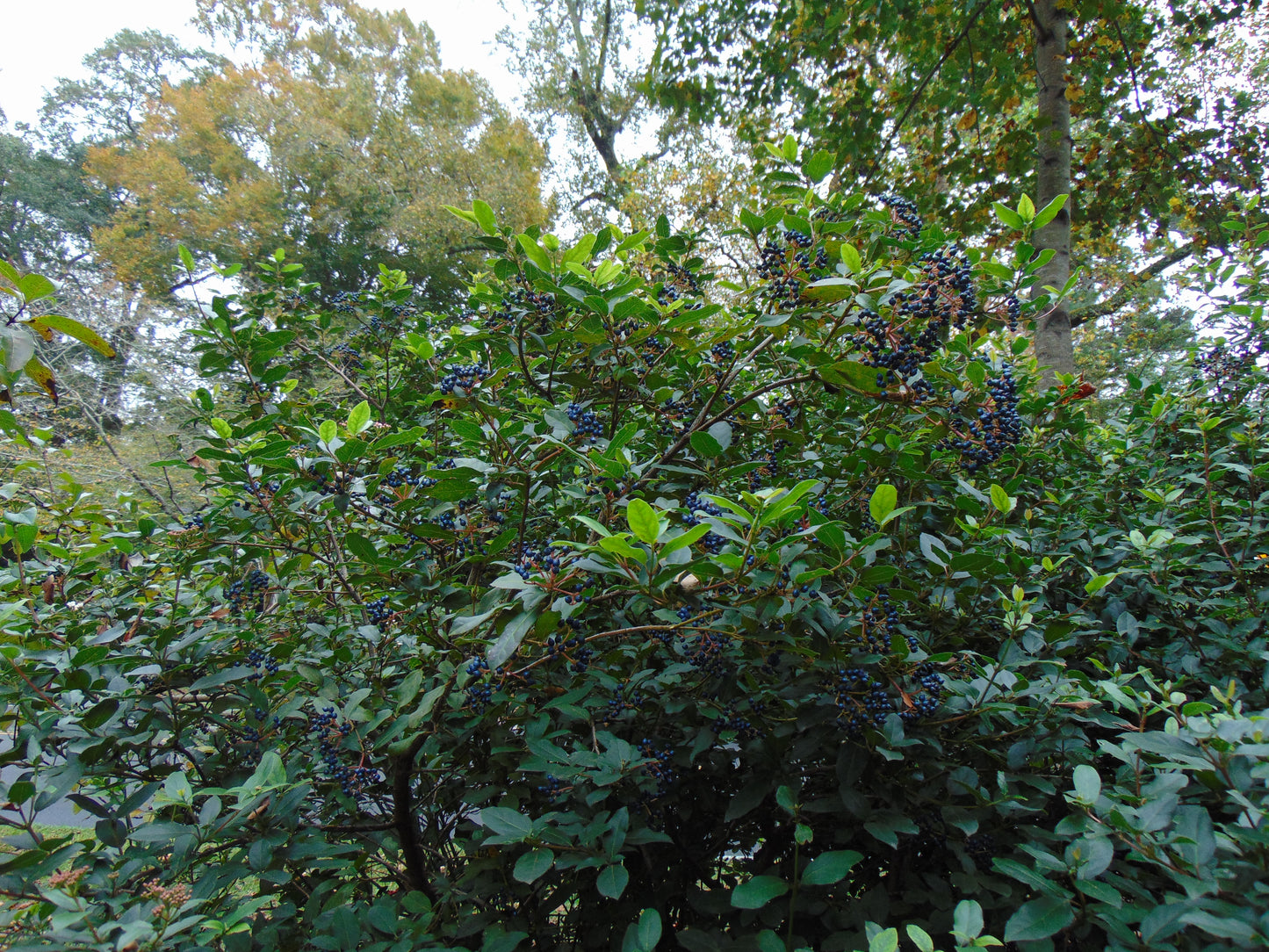 Laurustinus Viburnum 100 Seeds Viburnum tinus