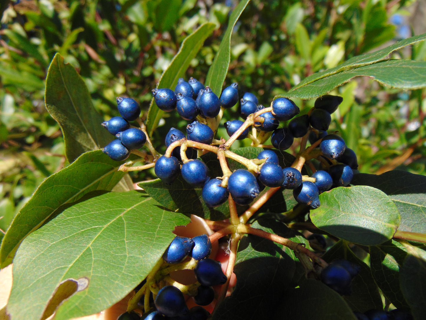 Laurustinus Viburnum tinus 20 Seeds   USA Company