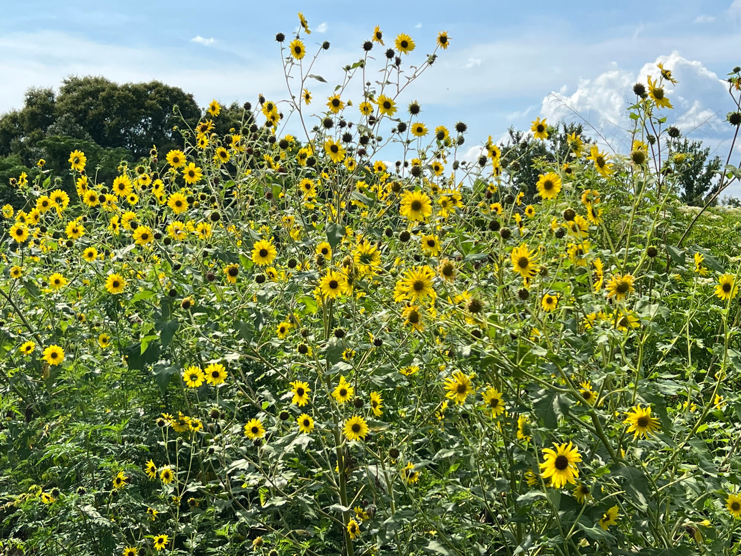 Wild Sunflower Helianthus annuus 500 Seeds  USA Company