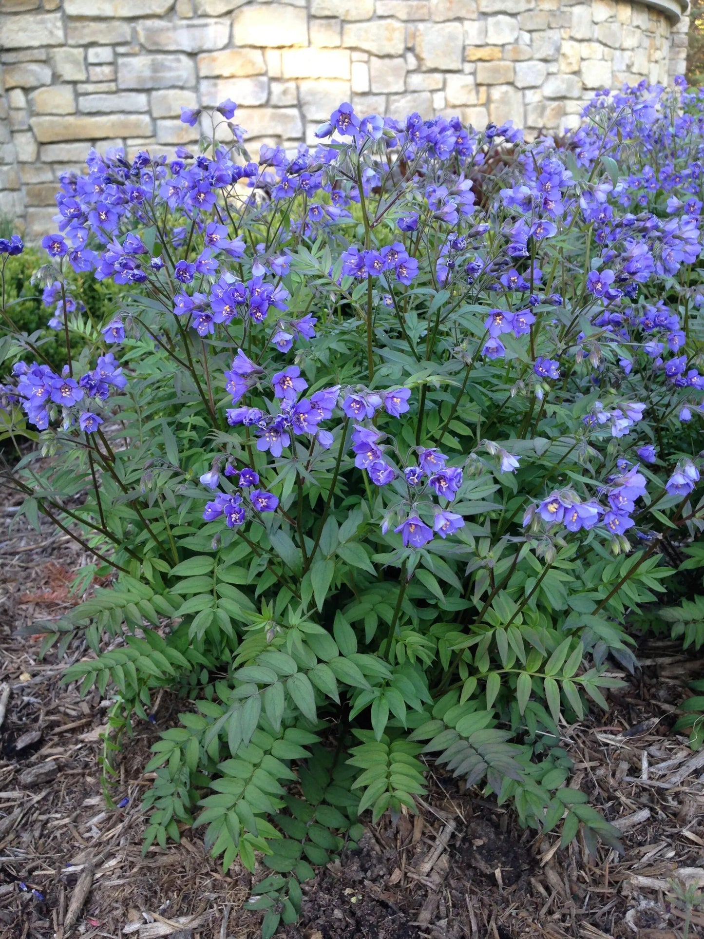 Jacob's Ladder   Polemonium caerulum   100 Seeds  USA Company