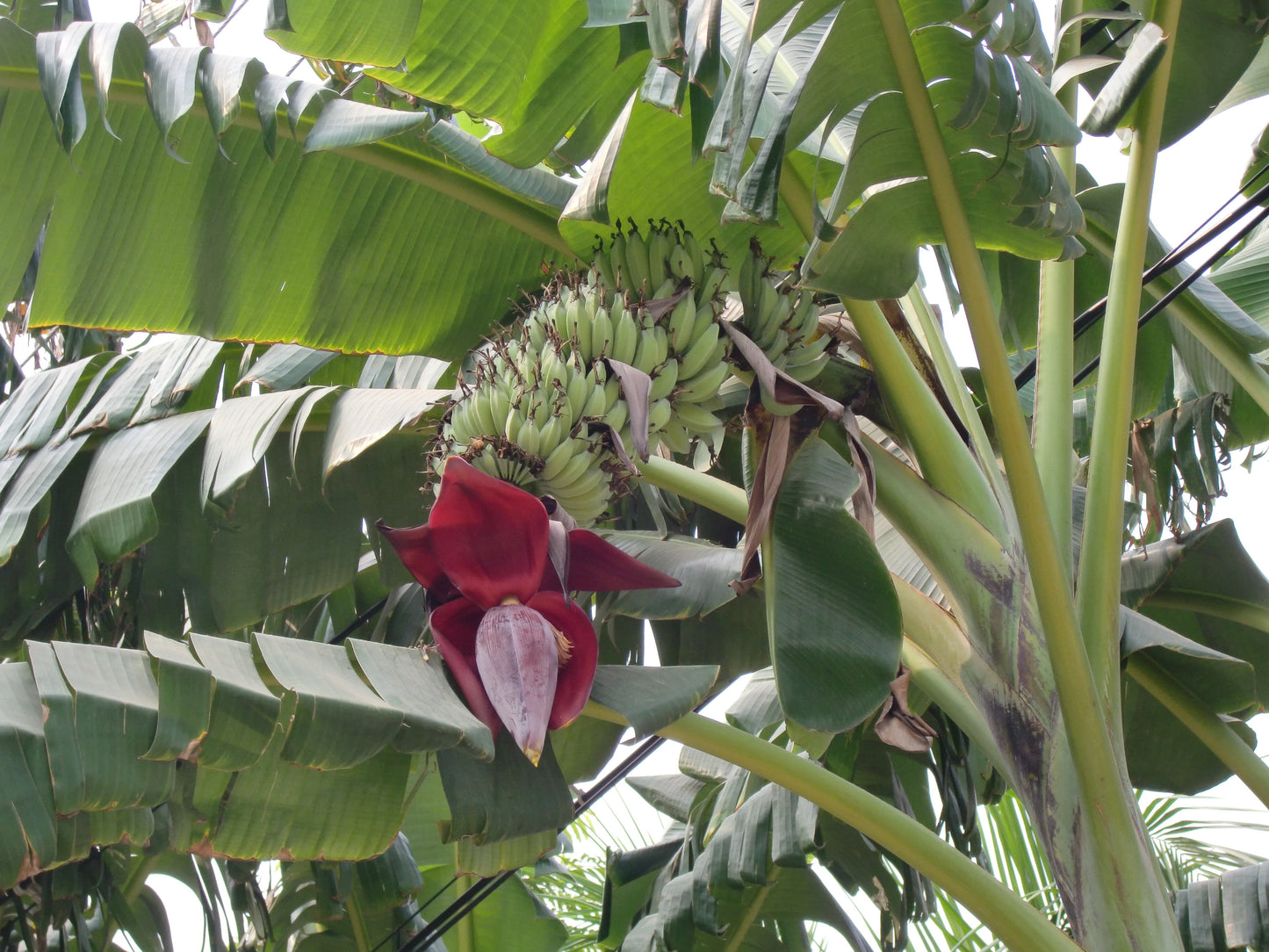 Wild Banana Musa acuminata 20 Seeds  USA Company