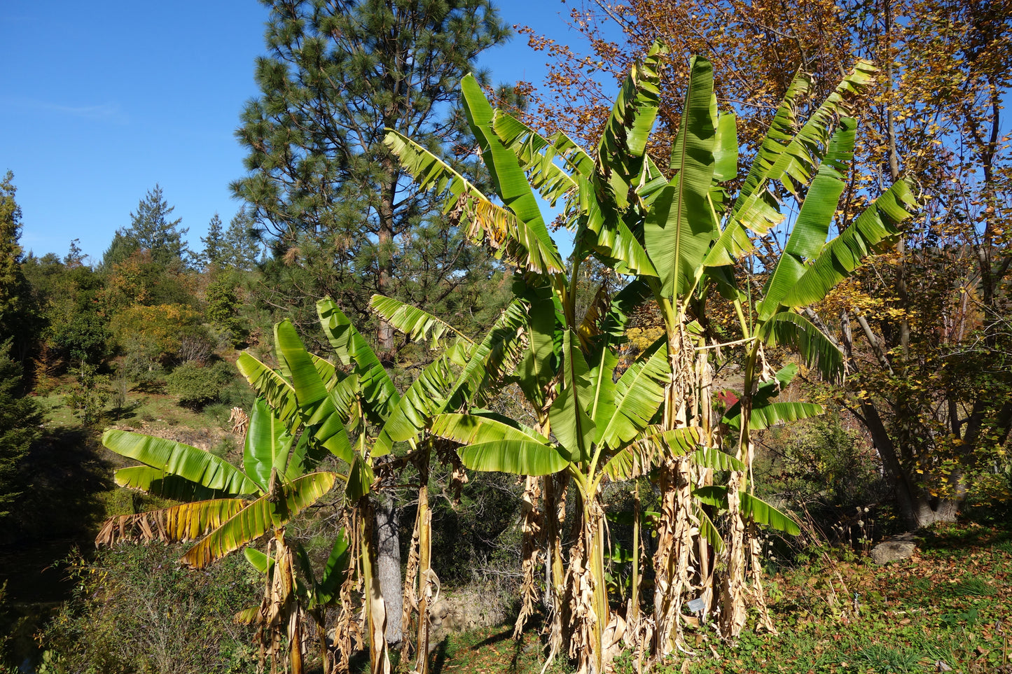 Sikkim Hardy Banana Musa sikkimensis 5 Seeds