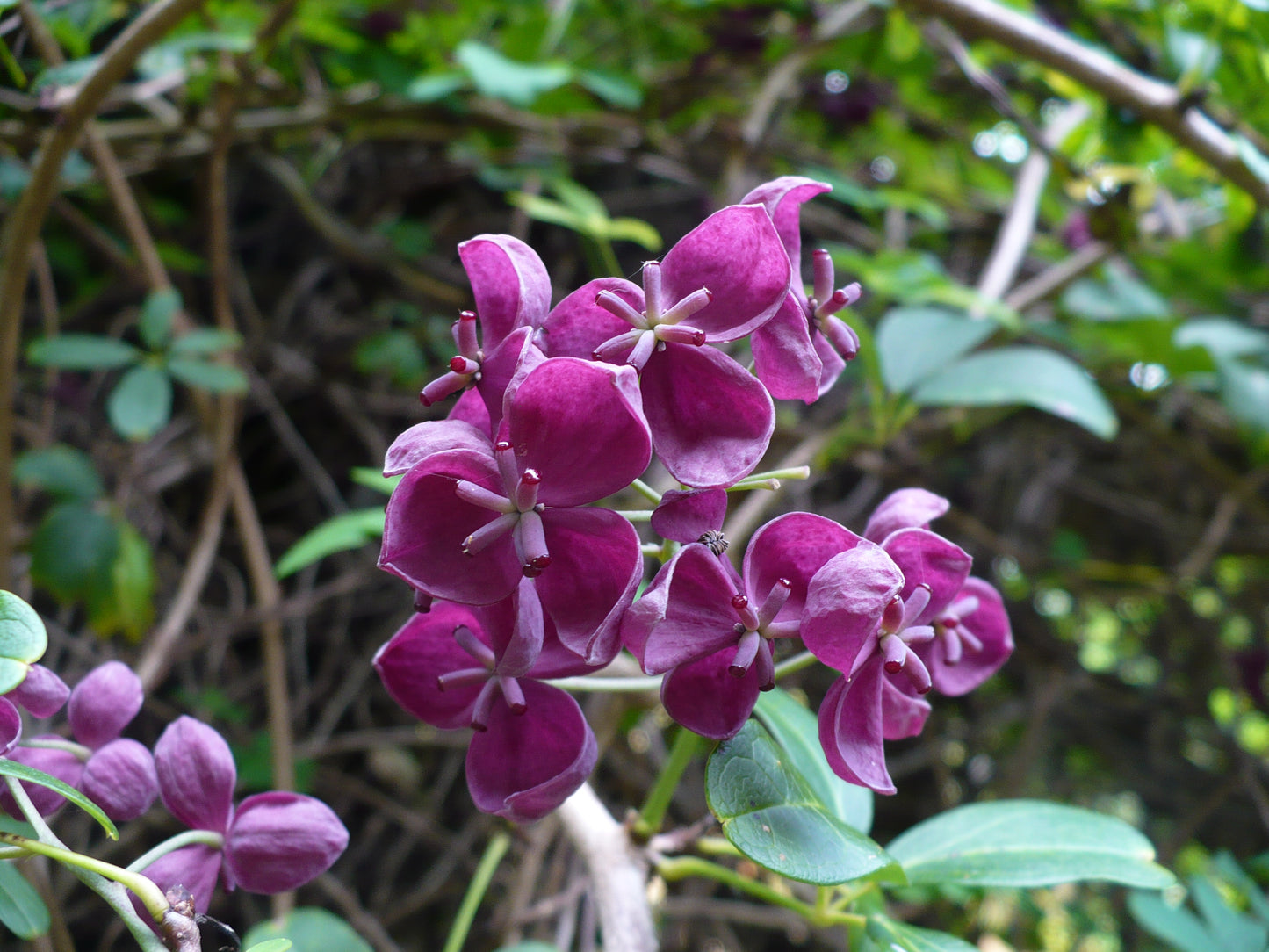 Chocolate Vine Akebia quinata 20 Seeds  USA Company