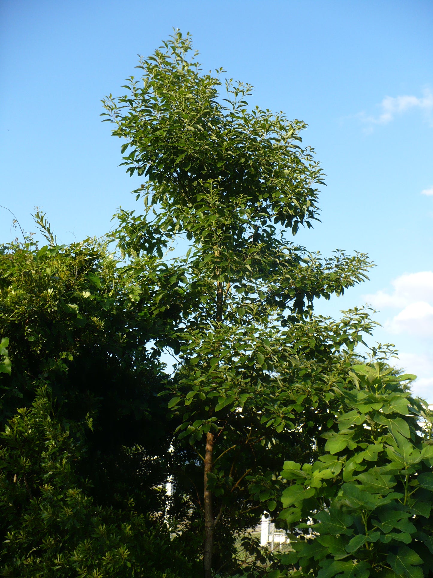 Sassafras Sassafras albidum 5 Seeds