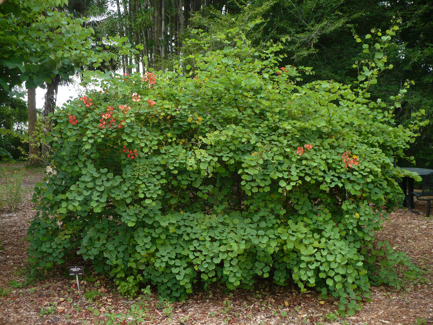 Red Orchid Tree Bauhinia galpinii 5 Seeds