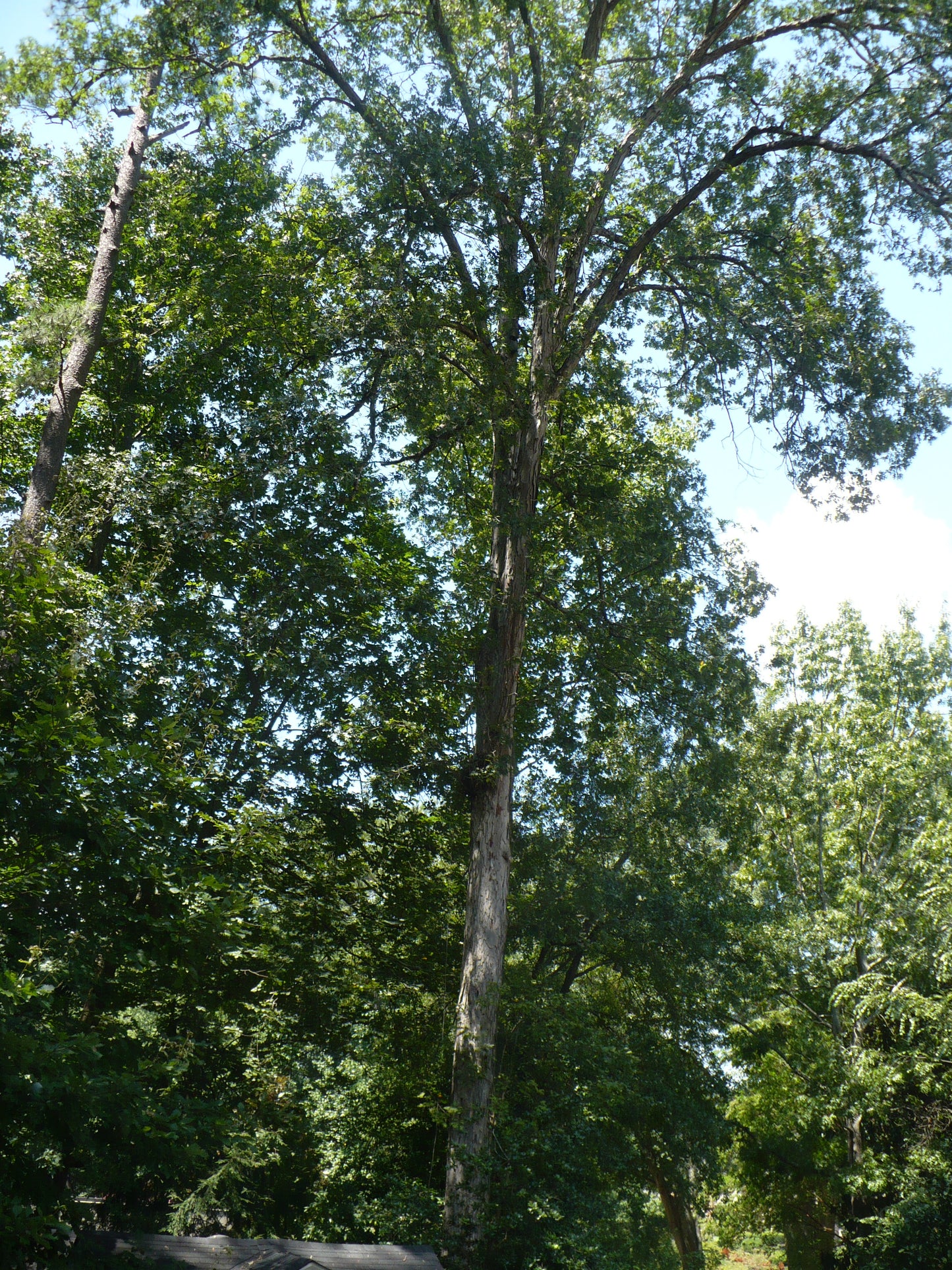 Black Oak Quercus velutina 10 Seeds  USA Company