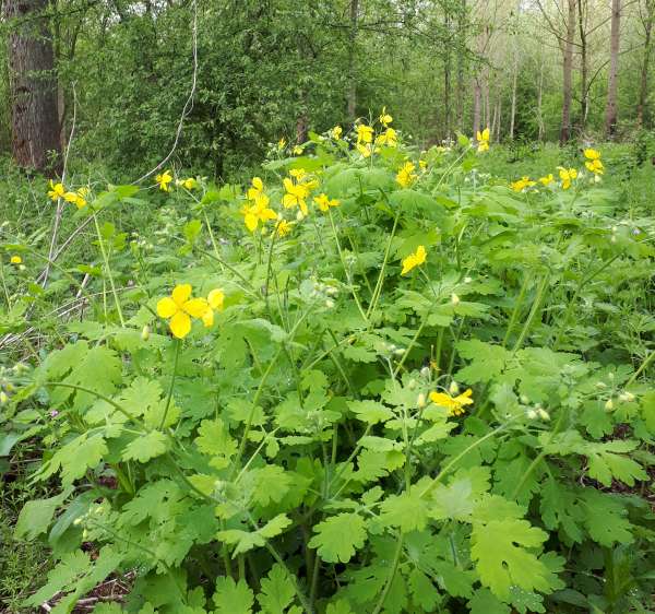 Greater Celandine Chelidonium majus 100 Seeds  USA Company