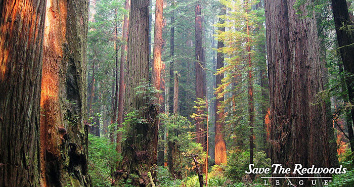 Coast Redwood Sequoia sempervirens 20 Seeds