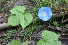 Ivy Leaf Morning Glory Ipomoea hederacea 20 Seeds