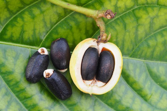 Physic Nut Barbados Nut Jatropha curcas 10 Seeds  USA Company