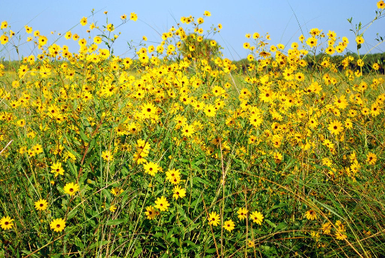 Swamp Sunflower 100 Seeds Helianthus angustifolius