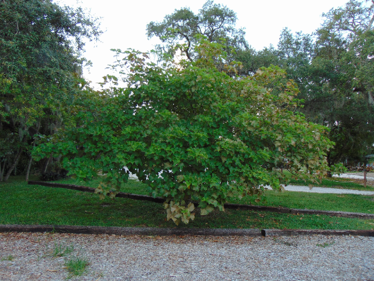 Physic Nut Barbados Nut Jatropha curcas 10 Seeds