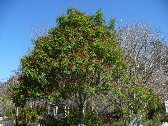 Red Buckeye Aesculus pavia 5 Seeds