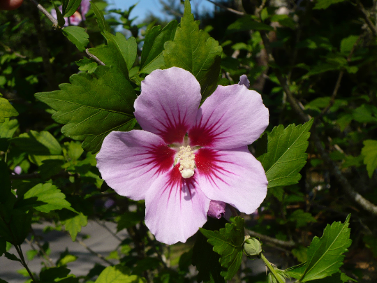 rose of sharon seeds picture Rose of Sharon 100 Seeds Hibiscus syriacus – R&B Floridaseeds