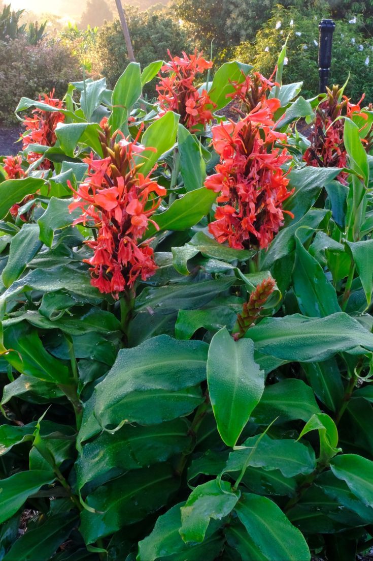 Red Ginger Hedychium rubrum 10 Seeds  USA Company