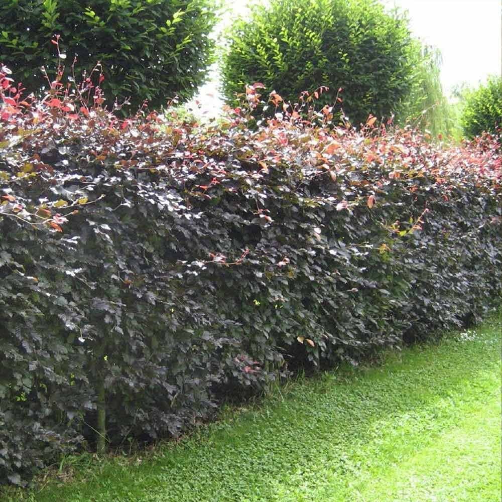 Purple Beech 20 Seeds Fagus sylvatica