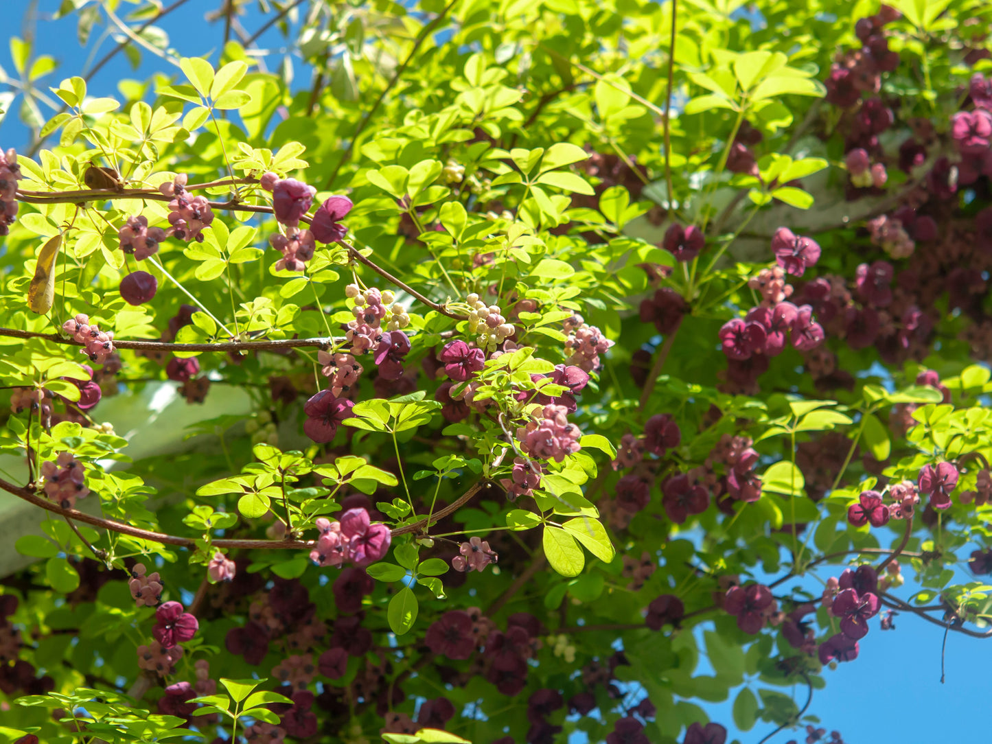 Chocolate Vine Akebia quinata 20 Seeds  USA Company