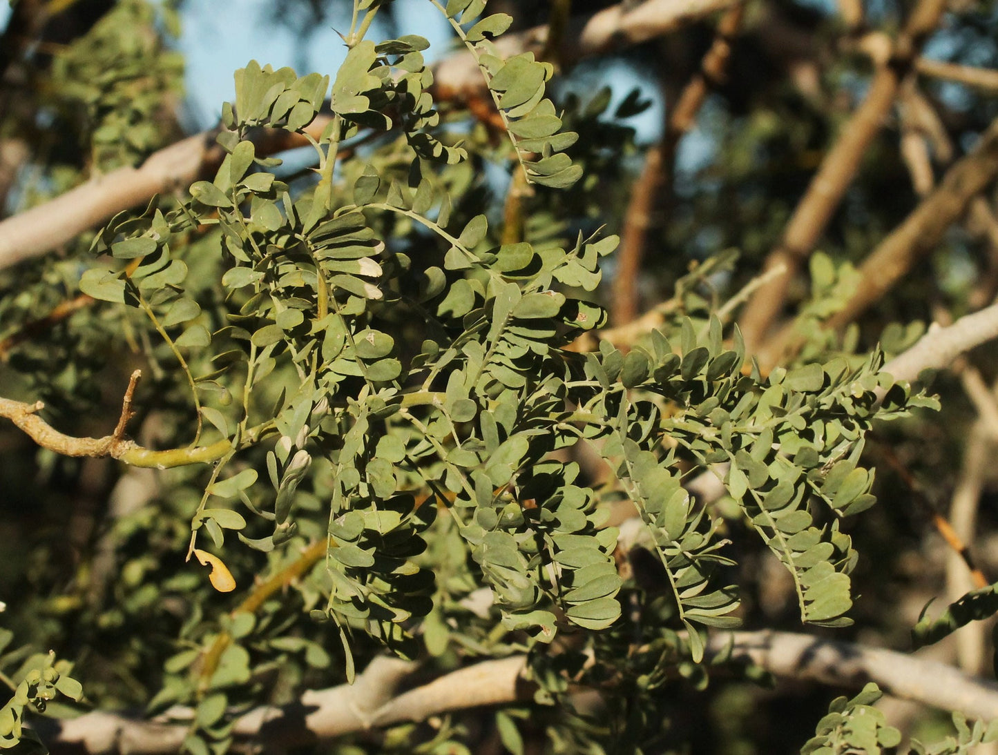 Desert Ironwood Olneya tesota 10 Seeds