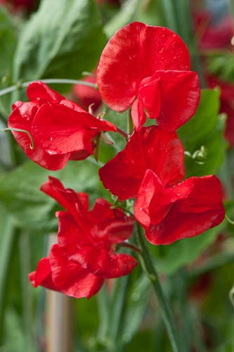 Sweet Pea Royal Scarlet  Lathyrus odoratus  20 Seeds  USA Company