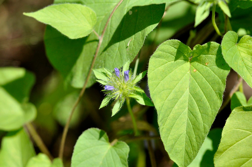 Blue Clustervine 100 Seeds Jacquemontia tamnifolia