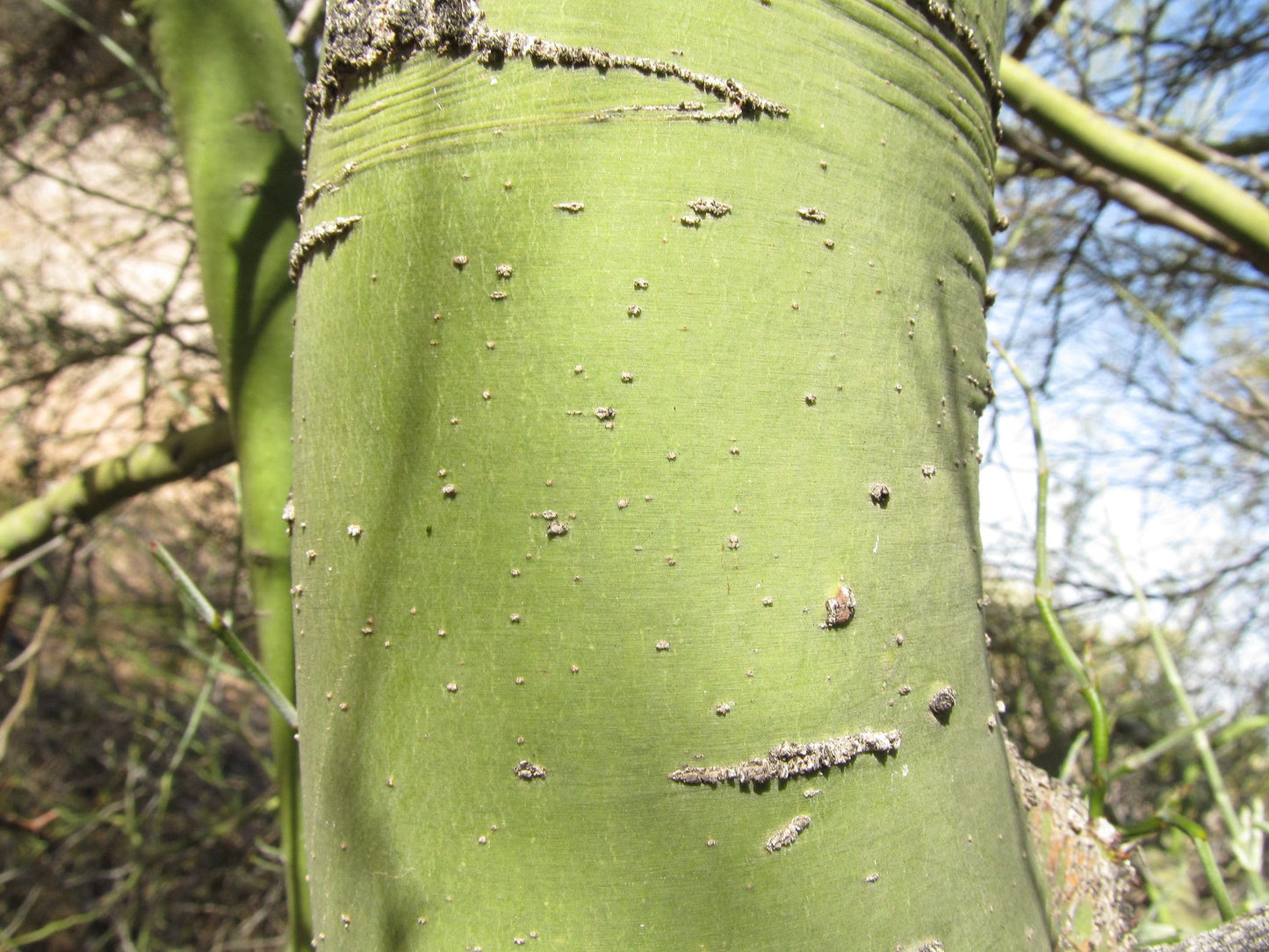 Blue Palo Verde 25 Seeds Cercidium florida