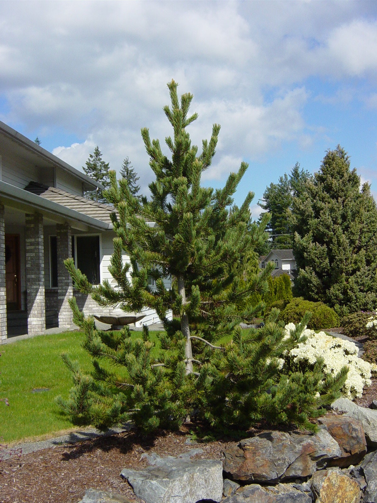 Rocky Mountain Bristlecone Pine 20 Seeds Pinus aristata