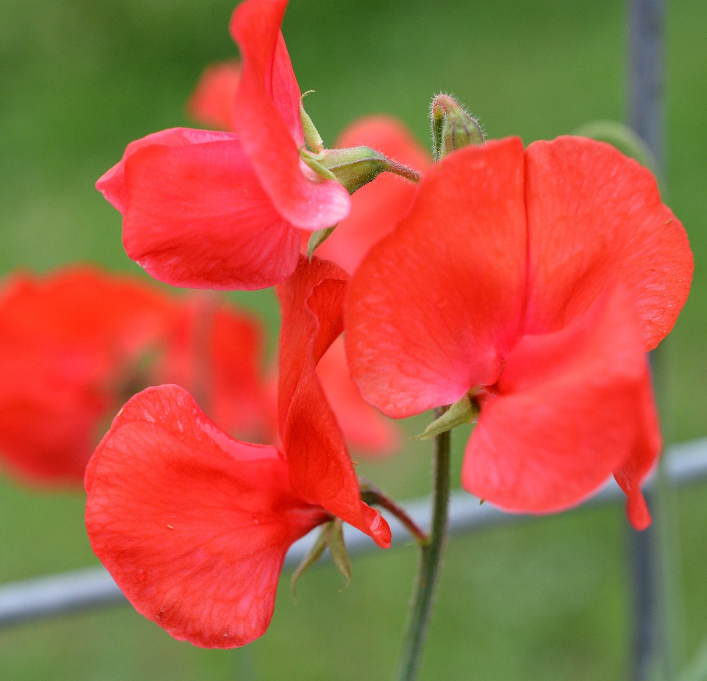 Sweet Pea Royal Scarlet  Lathyrus odoratus  20 Seeds  USA Company