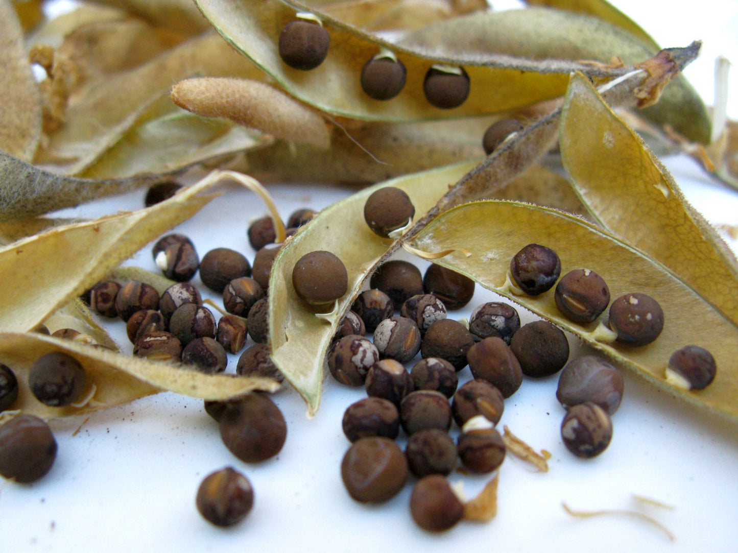 Sweet Pea Royal Mix  Lathyrus odoratus  20 Seeds  USA Company