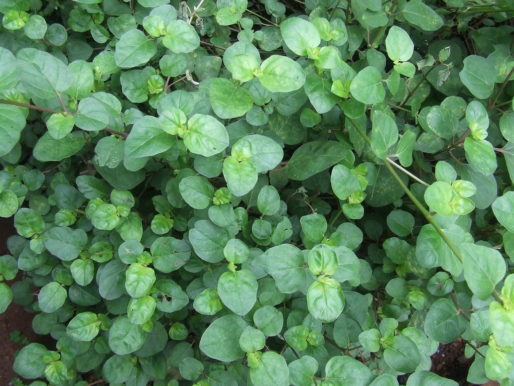 Punarnava 20 Seeds Boerhavia diffusa