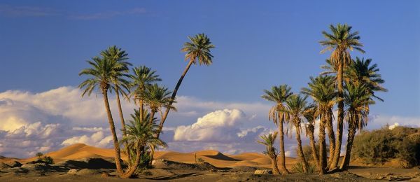 Date Palm Phoenix dactylifera 10 Seeds