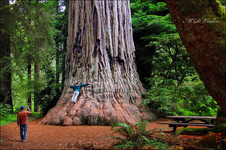 Coast Redwood  Sequoia sempervirens  200 Seeds  USA Company