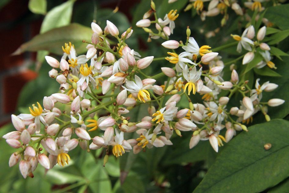Heavenly Bamboo 100 Seeds Nandina domestica