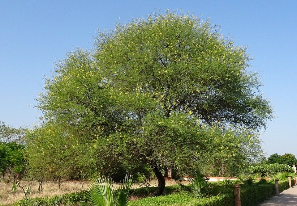 Gum Arabic Tree Acacia nilotica 20 Seeds  USA Company