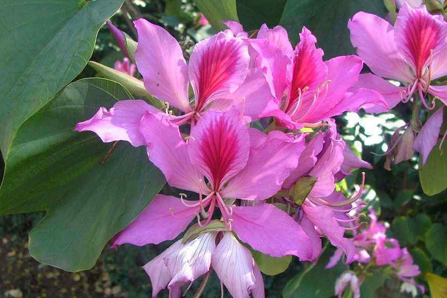 Orchid Tree Bauhinia variegata 20 Seeds   USA Company