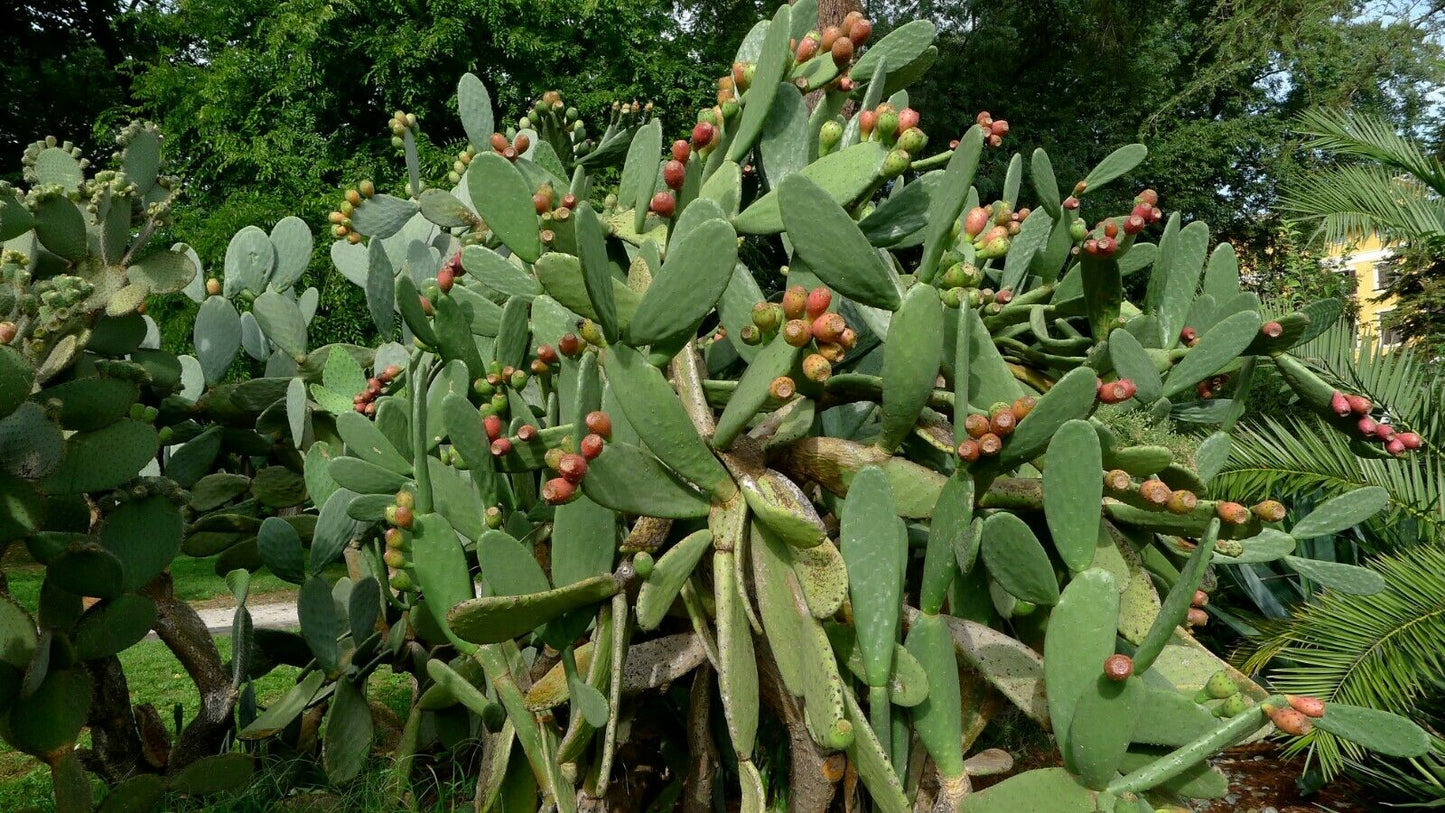 Prickly Pear Opuntia ficus-indica 200 Seeds  USA Company