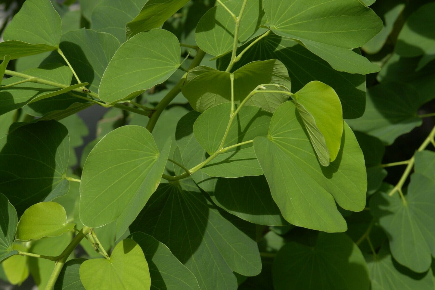 Orchid Tree Bauhinia variegata 10 Seeds