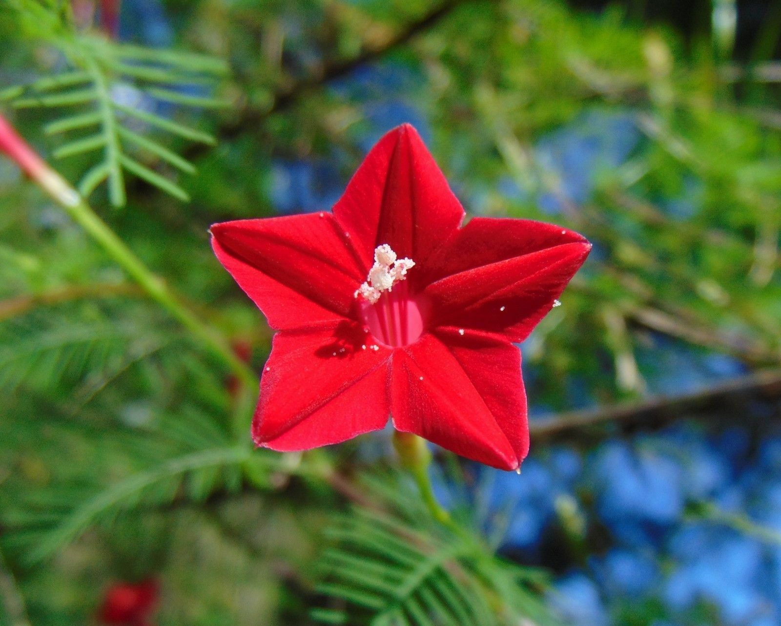 planting hummingbird vine seeds Hummingbird Vine Ipomoea quamoclit 10 Seeds – R&B Floridaseeds