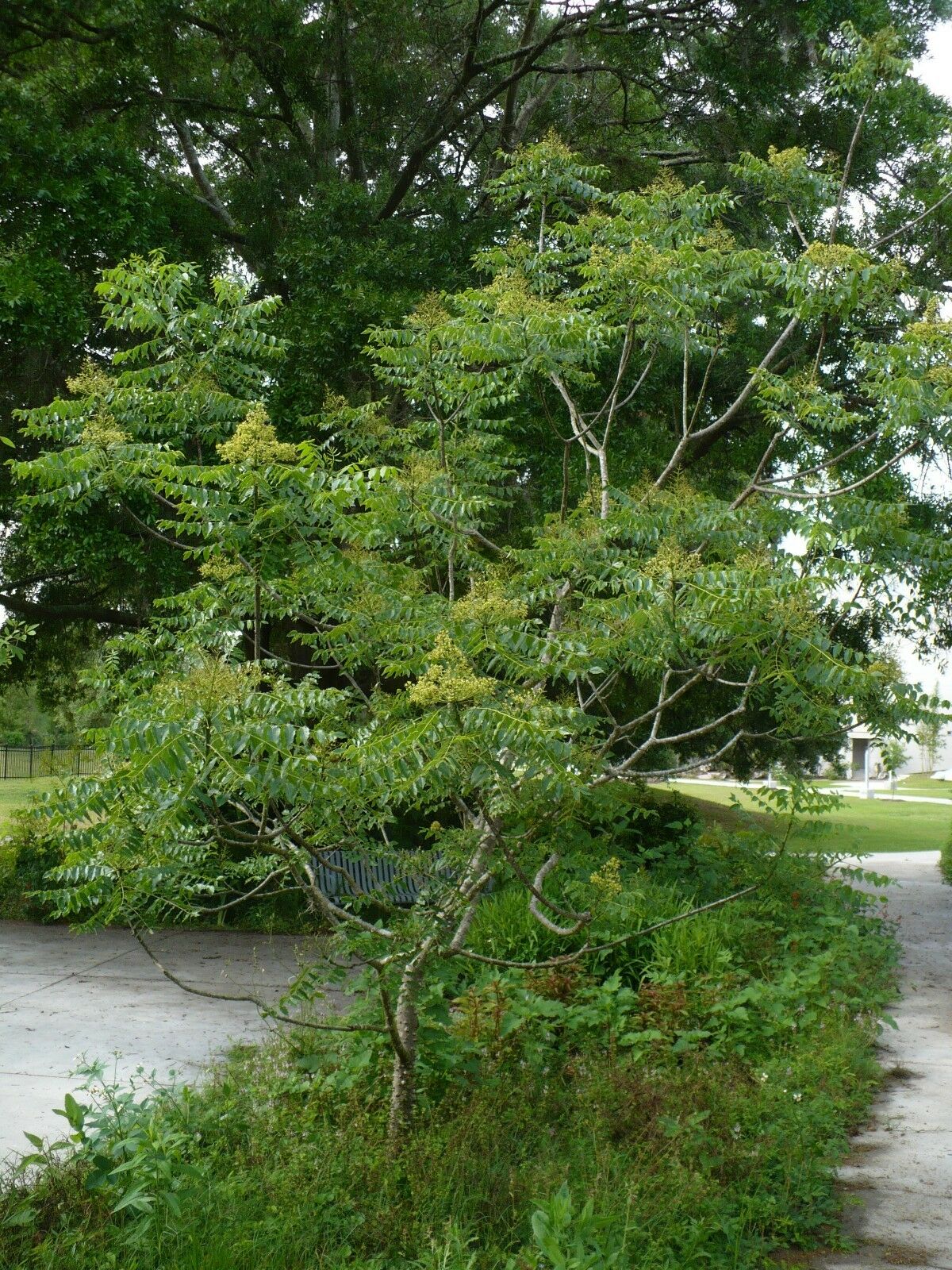 Hercules' Club Zanthoxylum clava-herculis 100 Seeds