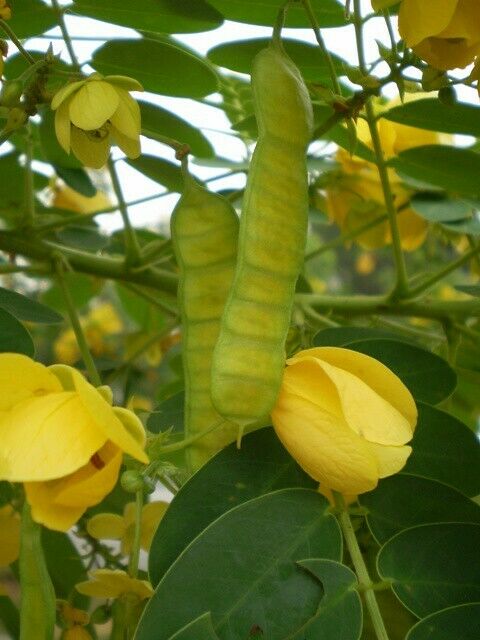 Golden Cassia Senna surattensis 50 Seeds