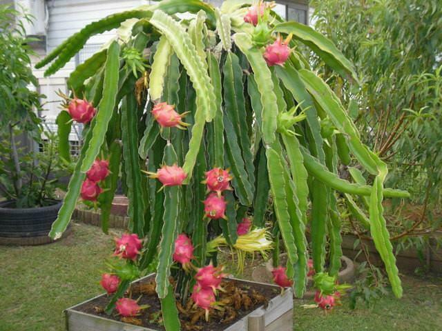 Night-Blooming Cereus Dragon Fruit Hylocereus undatus 20 Seeds   USA Company