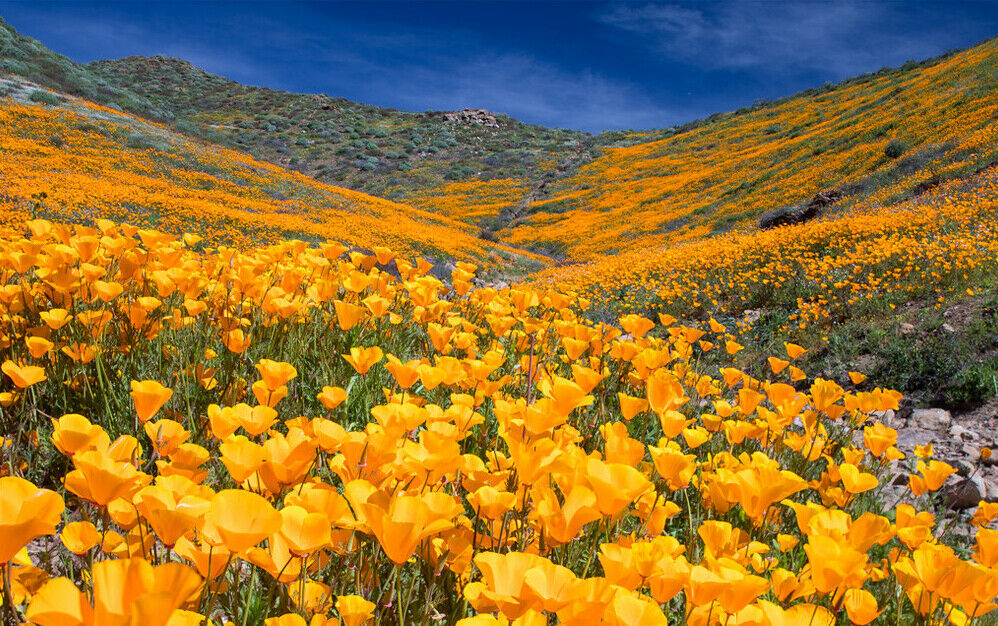 California Poppy Eschscholzia californica 100 Seeds