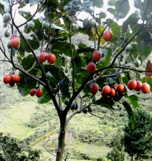 Tamarillo Tree Tomato Cyphomandra betacea 20 Seeds  USA Company