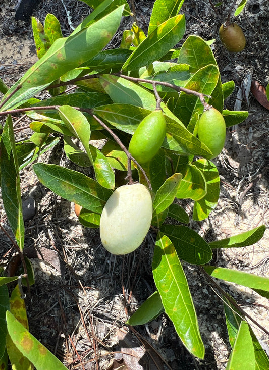 Gopher Apple  Licania michauxii  Native Plant