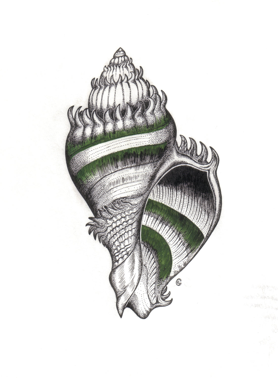 Florida Crown Conch Drawing