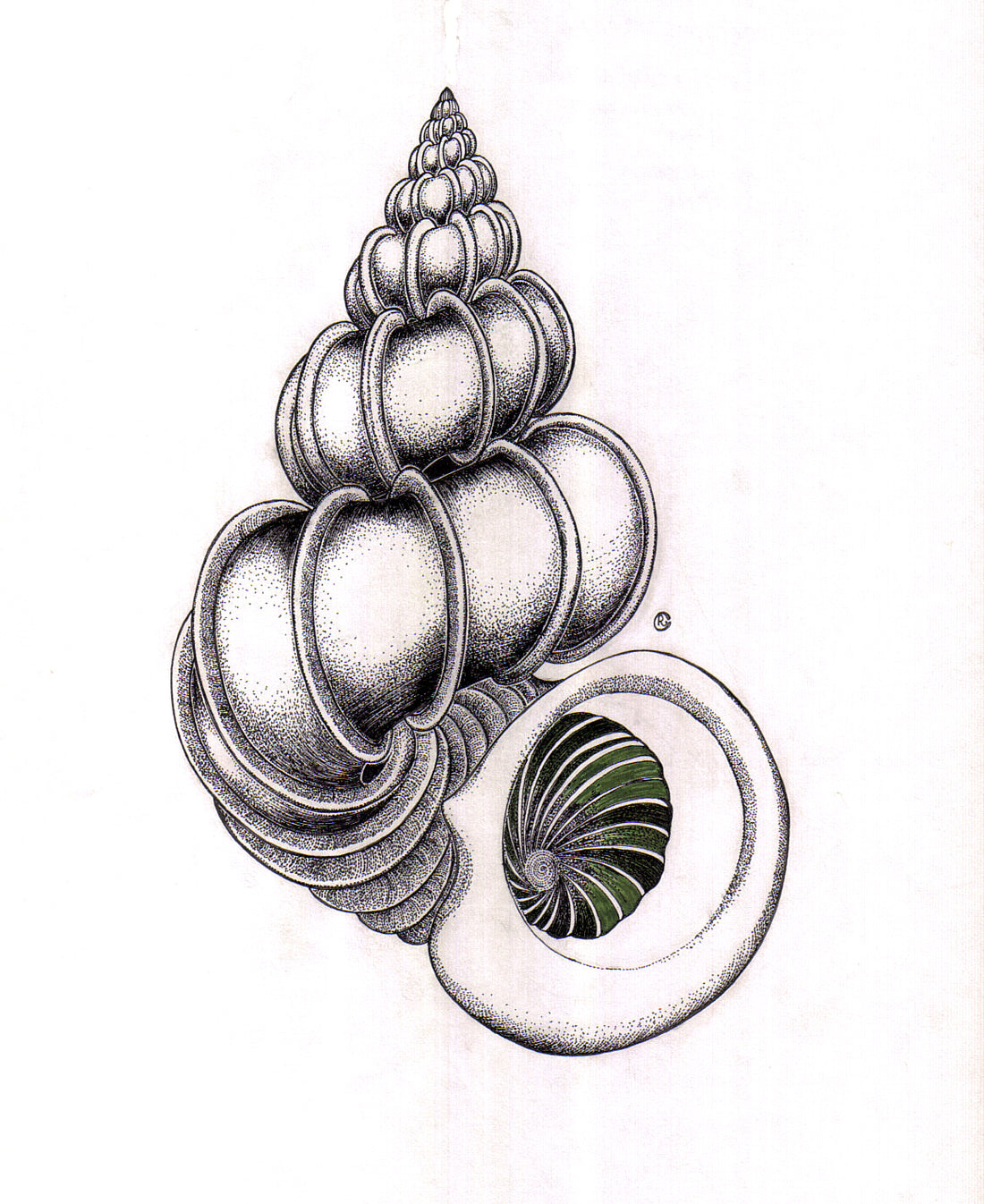 Precious Wentletrap Seashell Drawing