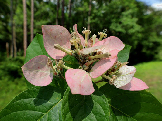 Fevertree  Pinckneya bracteata  Native Tree